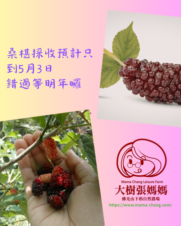 桑椹期即將結束