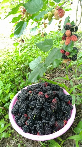 Freeze Mulberry