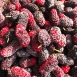 Freeze Mulberry